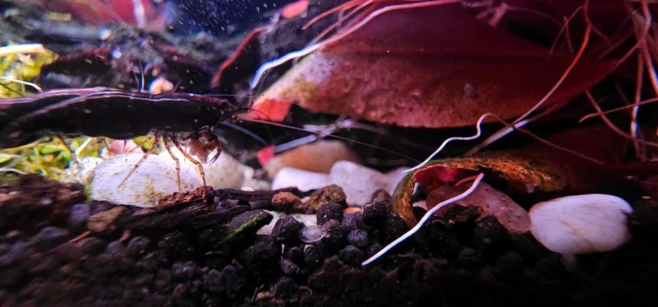 Black Sakura Garnelen (Neocaridina) - tiefschwarz, reinerbig Bild 2