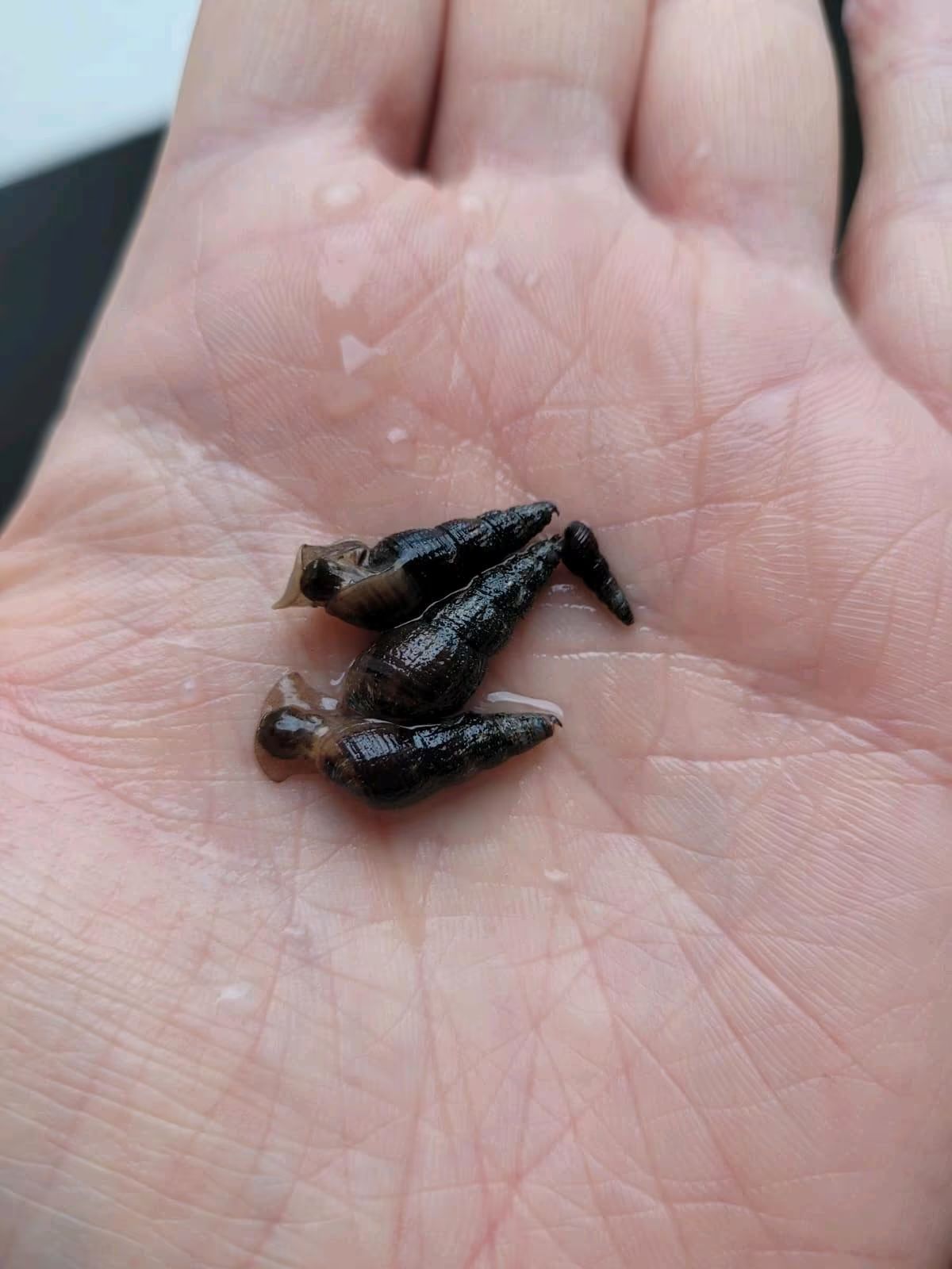 Turmdeckelschnecken zu verkaufen. Bild 4