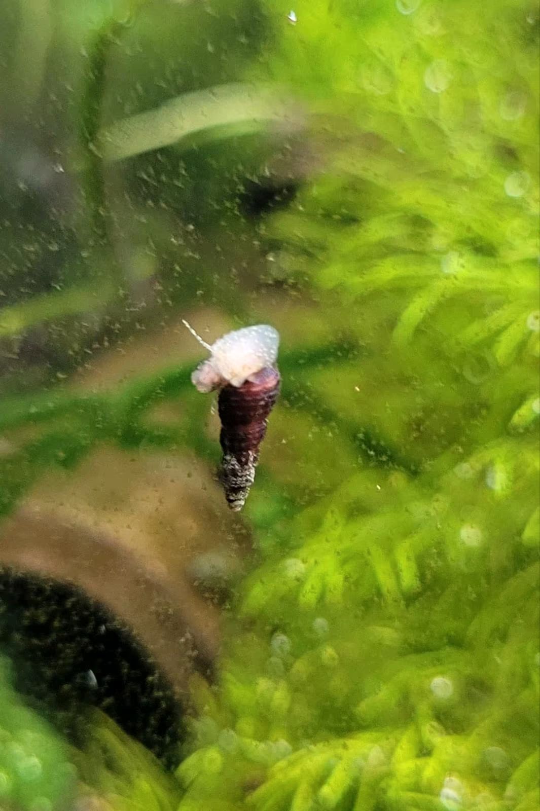 Turmdeckelschnecken zu verkaufen. Bild 3