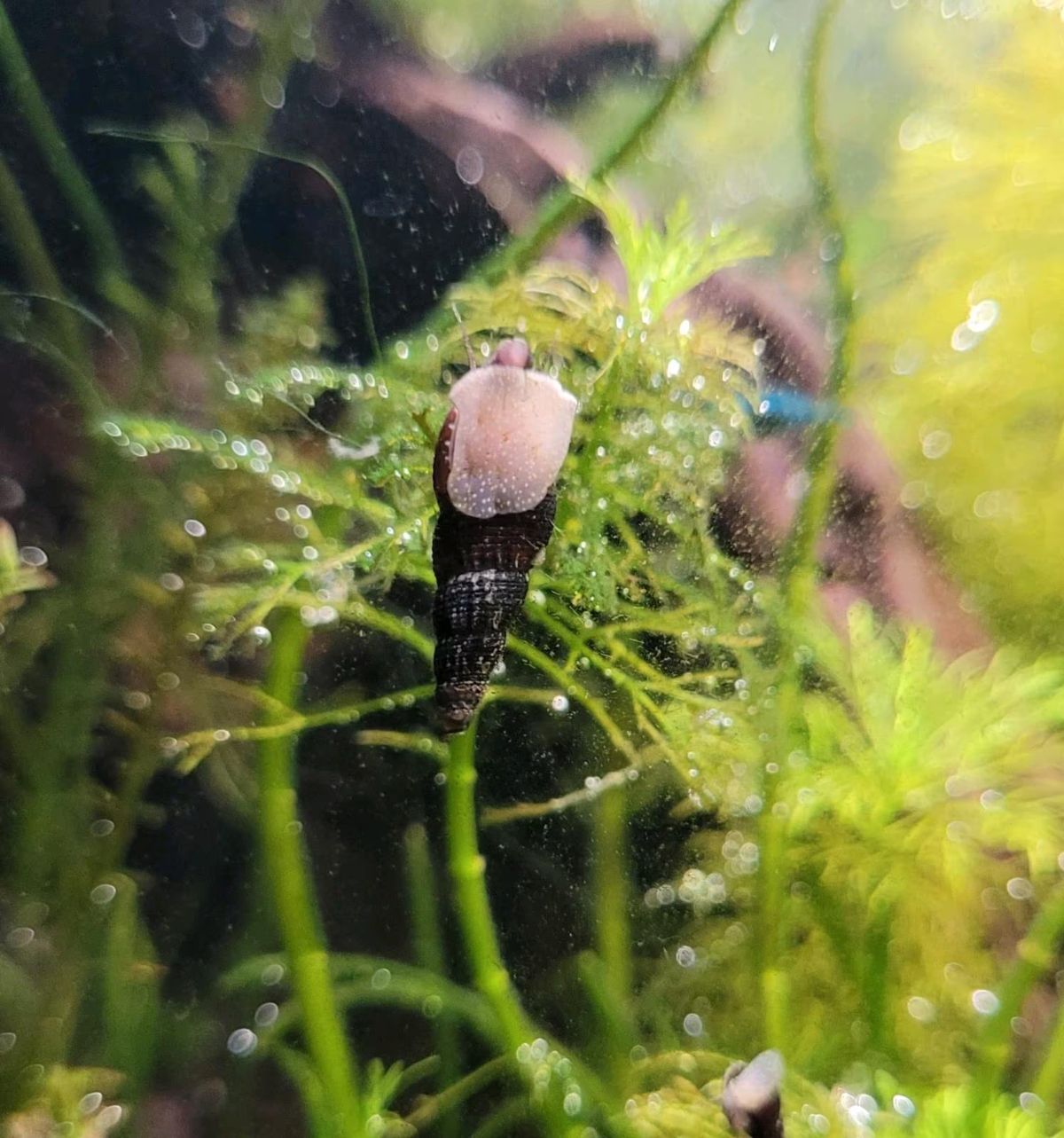 Turmdeckelschnecken zu verkaufen.