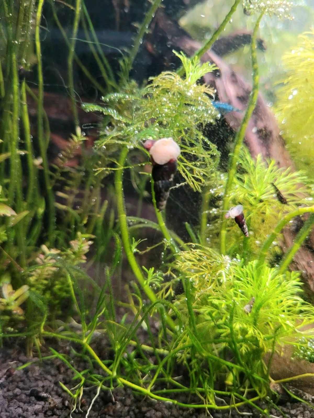 Turmdeckelschnecken zu verkaufen. Bild 2