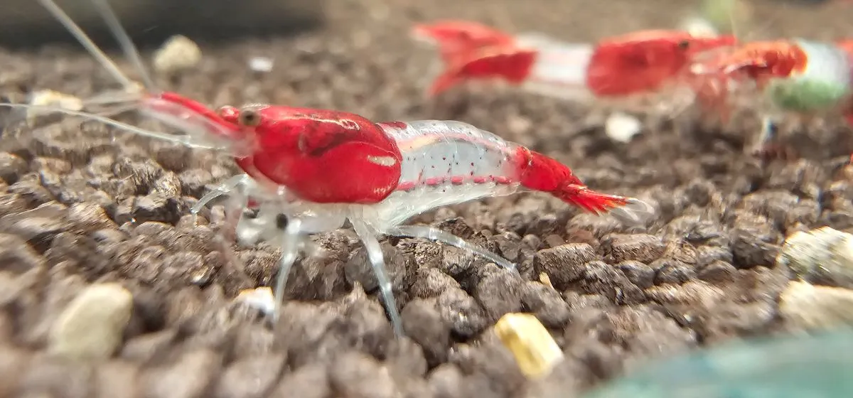 Red Rili Neocaridina zu verkaufen in Herten