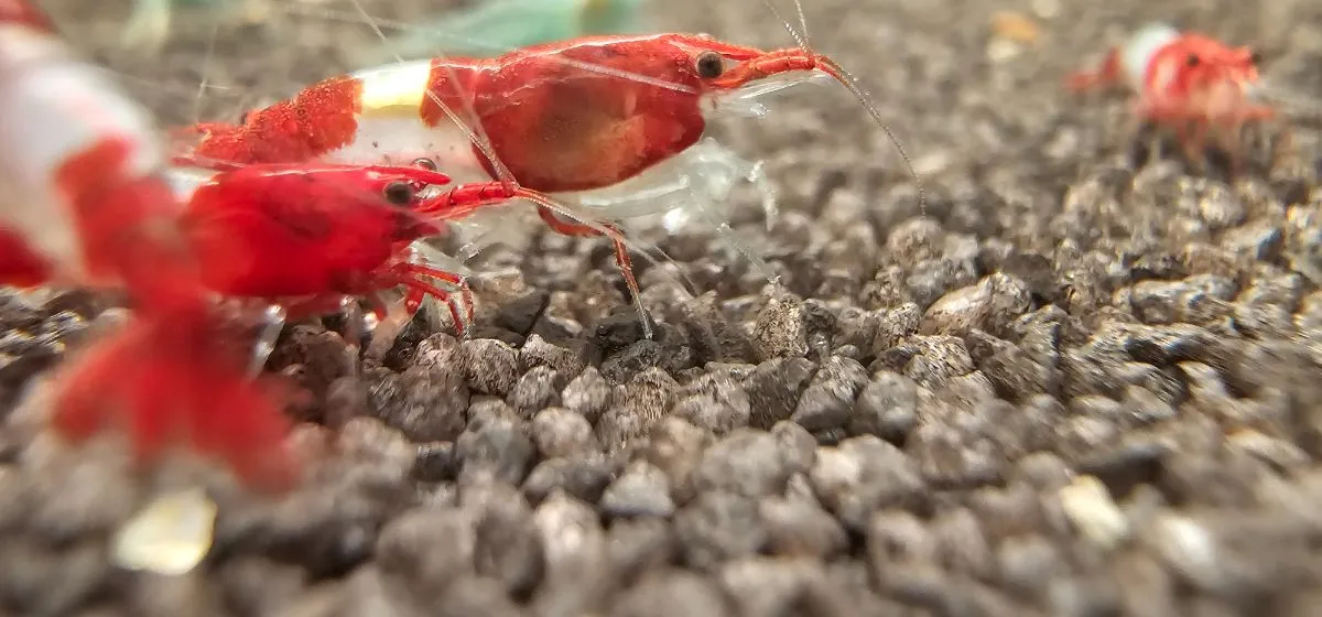 Red Rili Neocaridina zu verkaufen Bild 3