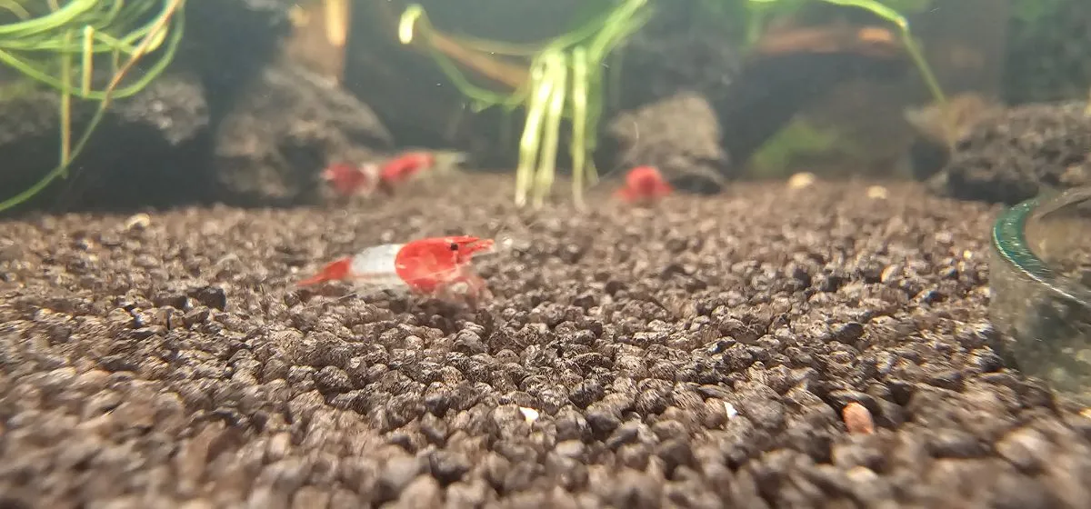 Red Rili Neocaridina zu verkaufen Bild 2