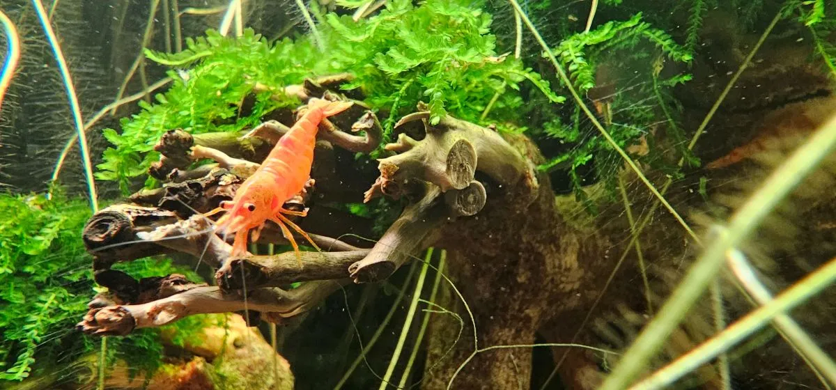 Koi Sunburst Neocaridina davidi kaufen Bild 2