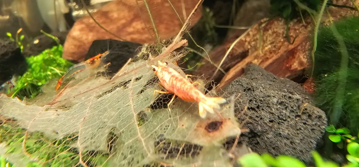 Koi Sunburst Neocaridina davidi kaufen Bild 3