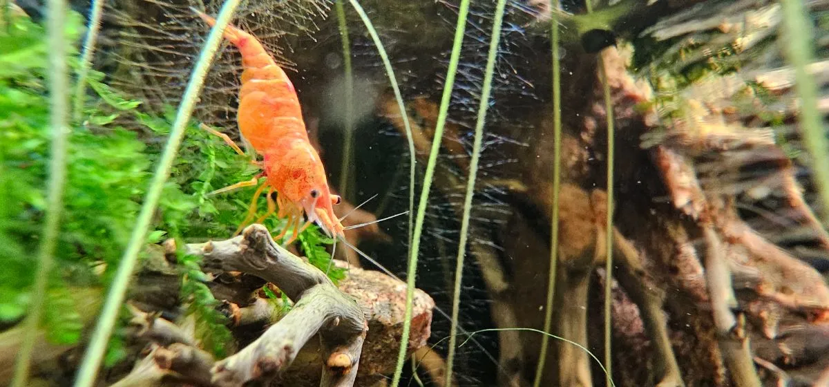 Koi Sunburst Neocaridina davidi kaufen in Herten