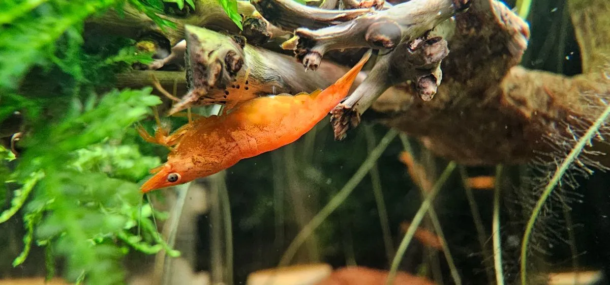 Koi Sunburst Neocaridina davidi kaufen Bild 4