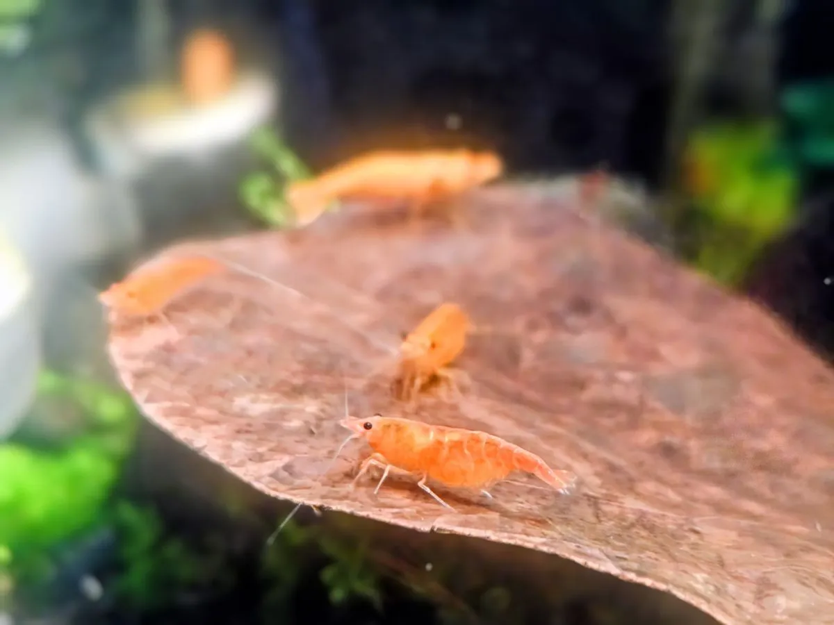 Koi Sunburst Neocaridina davidi kaufen Bild 5