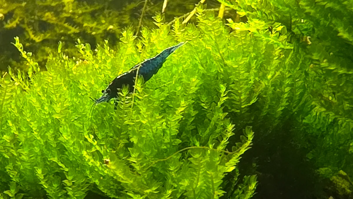 Blue Dream Garnele kaufen: Erbfeste Neocaridina aus selektierter Hobbyzucht