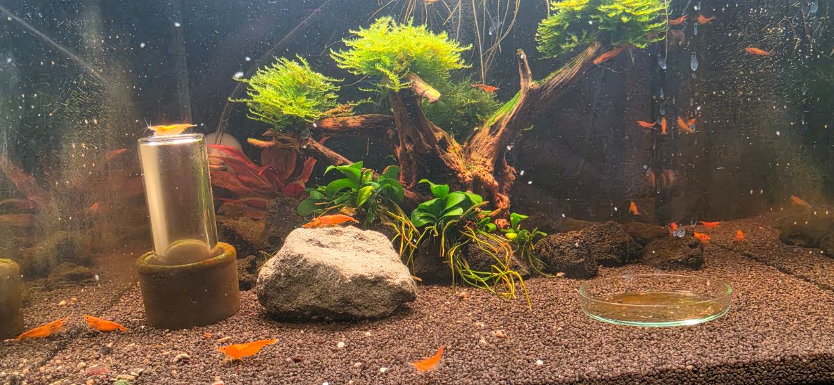 Zuchtbecken-Vorstellung: Orange Sunkist Neocaridina