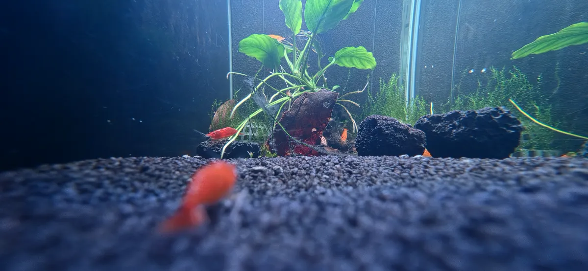 Aquarium-Setup für die Orange Sakura Garnele (Neocaridina davidi)