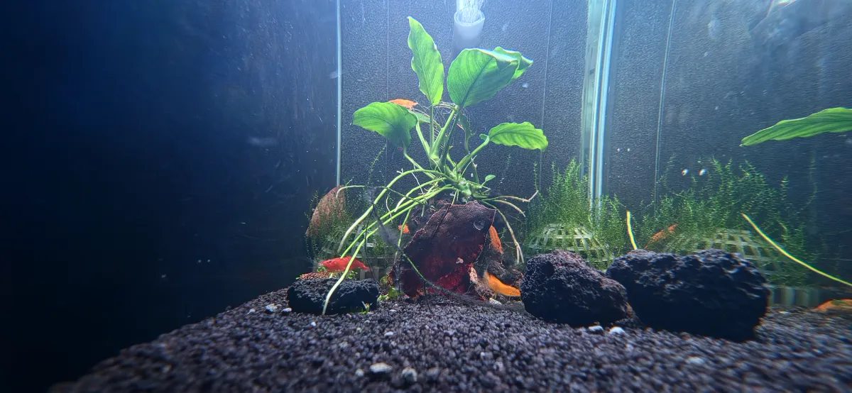Orange Sakura