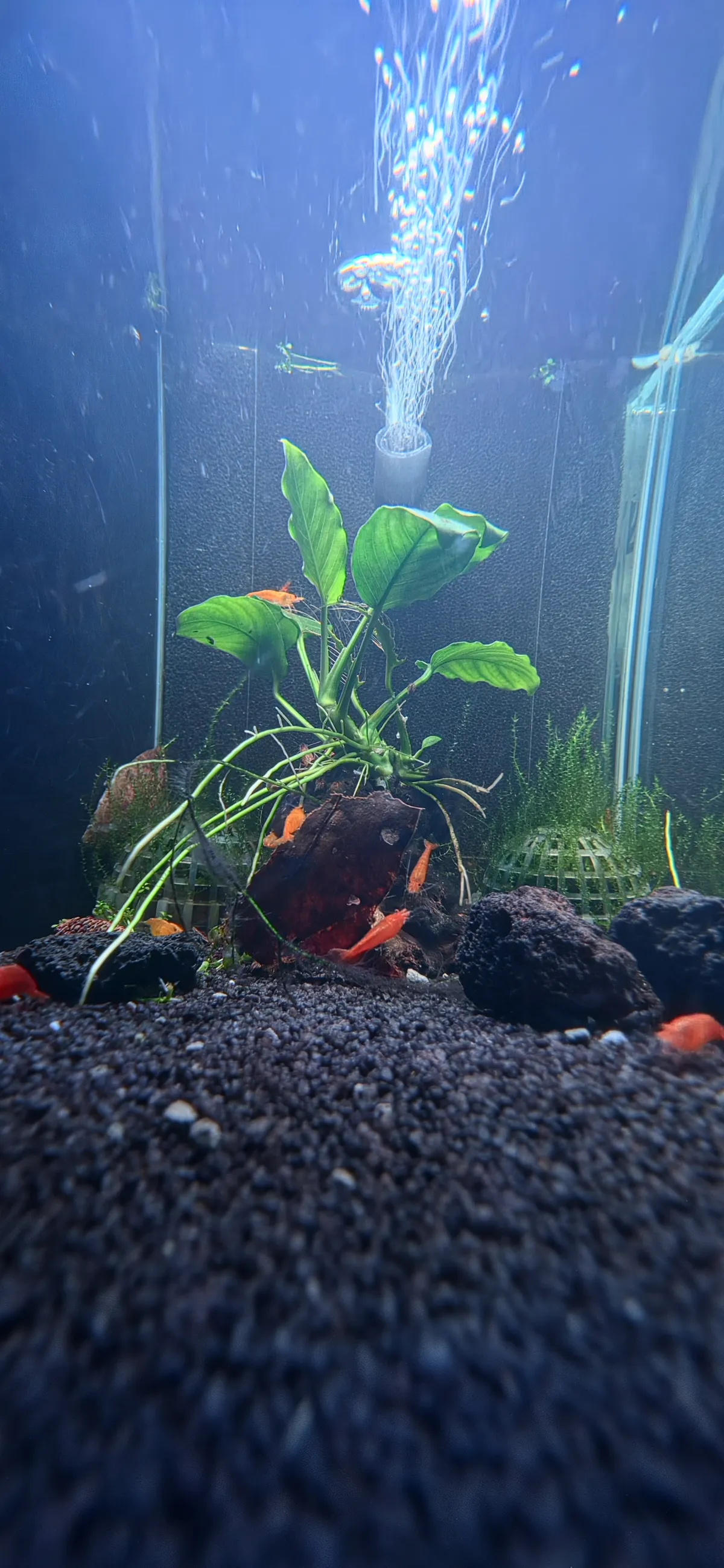 Orange Sakura