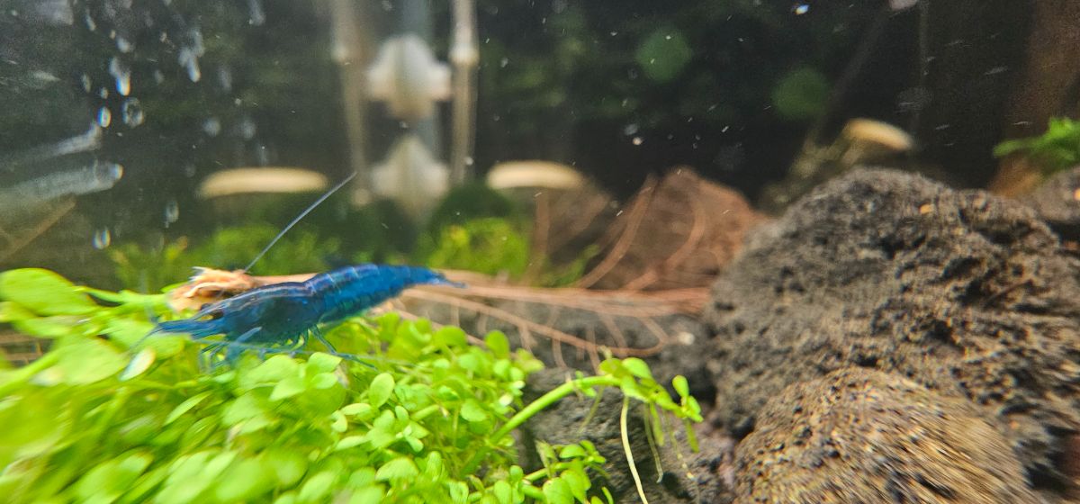 30 Liter Blue Dream Becken