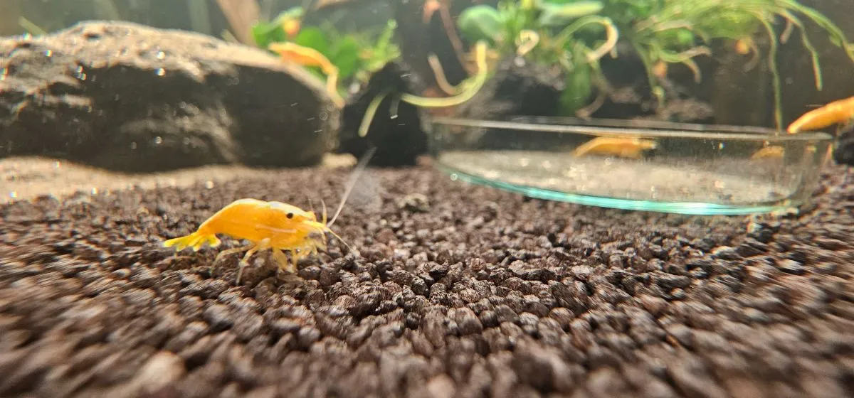 Painted Fire Yellow