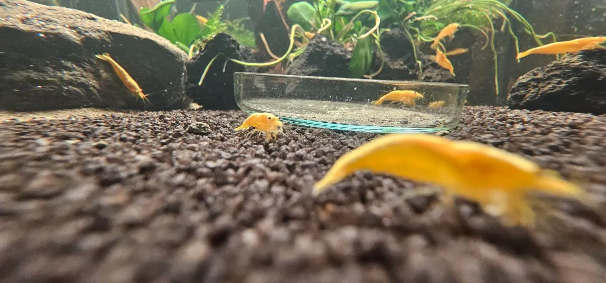 Painted Fire Yellow
