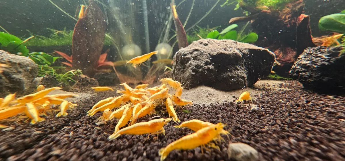 Painted Fire Yellow