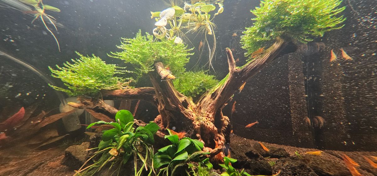 Orange Sakura Garnele | Sunkist-Garnele - Neocaridina