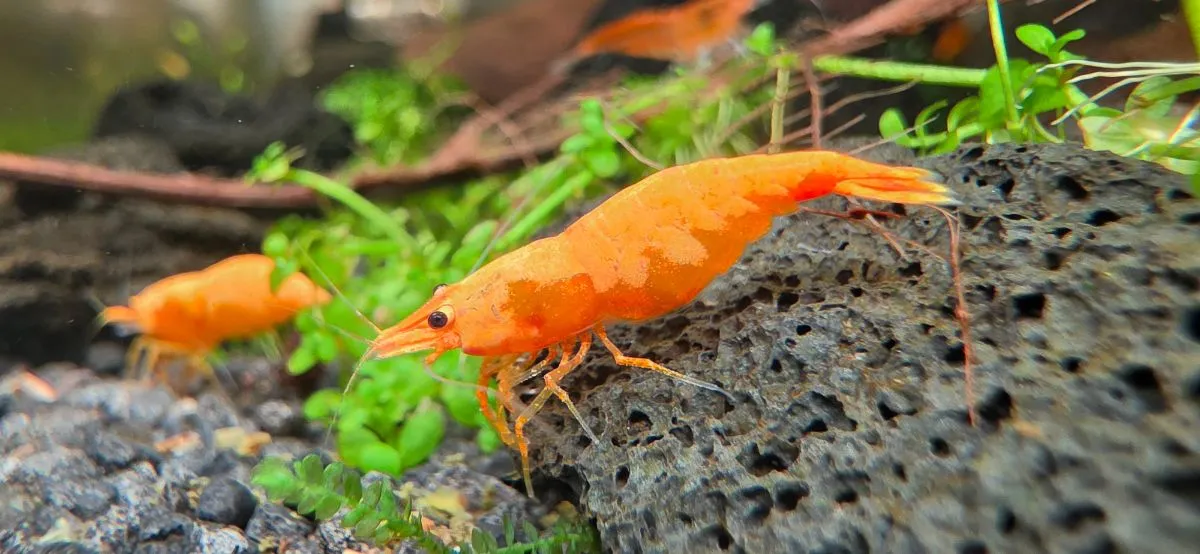 Sunkist