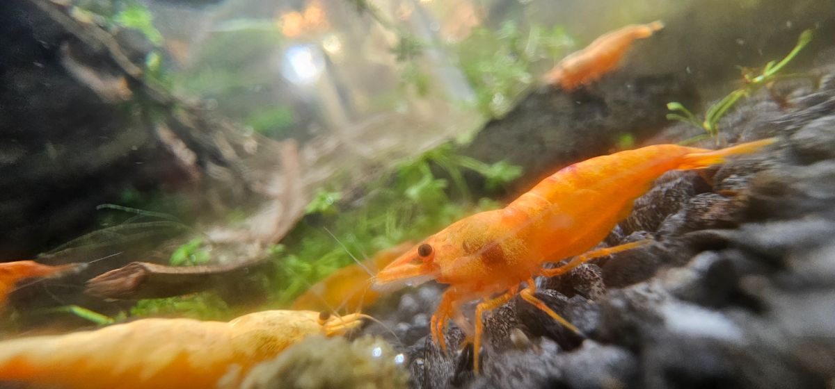 30 Liter Koi Sunburst Becken