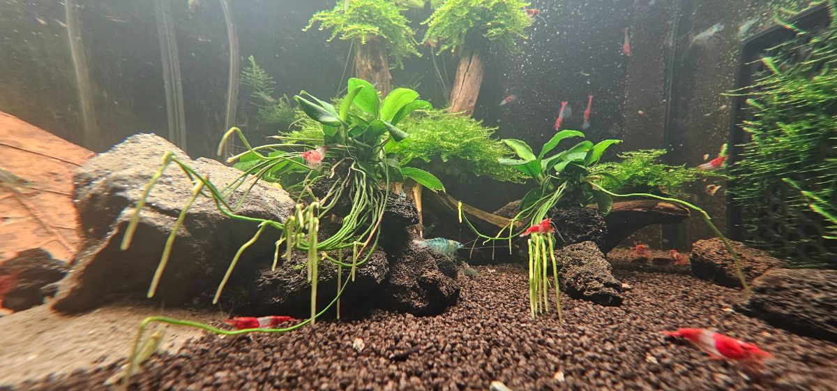 30 Liter Projektbecken: Red Rili & Blue Jelly (Spider-Man Garnelen)