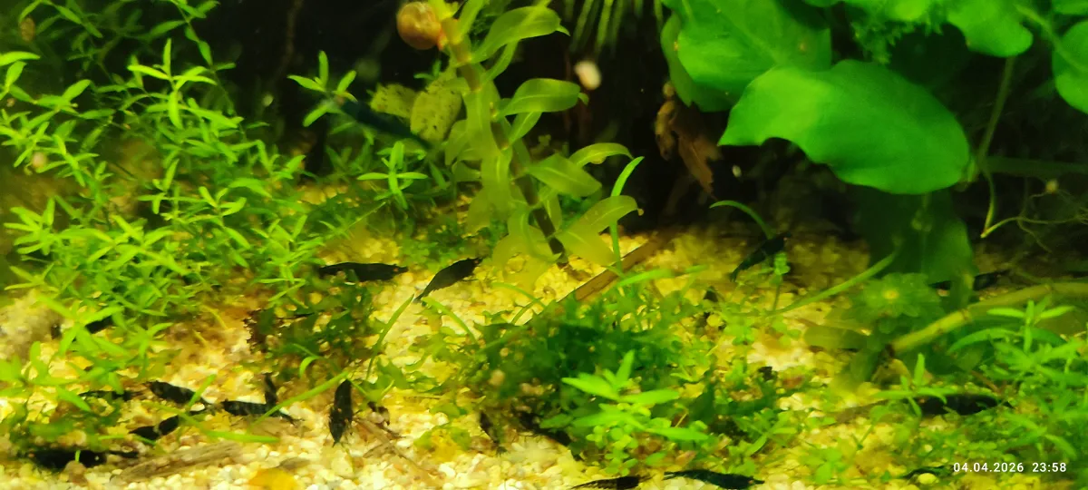 Blue-Black Sapphire OE Garnelen - Orange eye Neocaridina davidi in Detmold