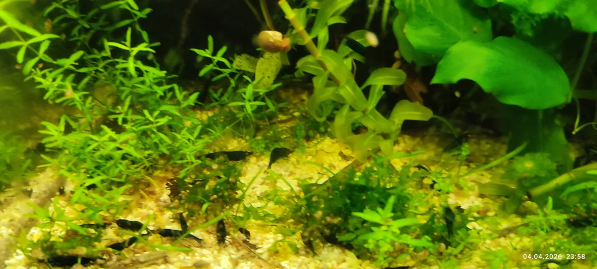 Blue-Black Sapphire OE Garnelen - Orange eye Neocaridina davidi Bild 2