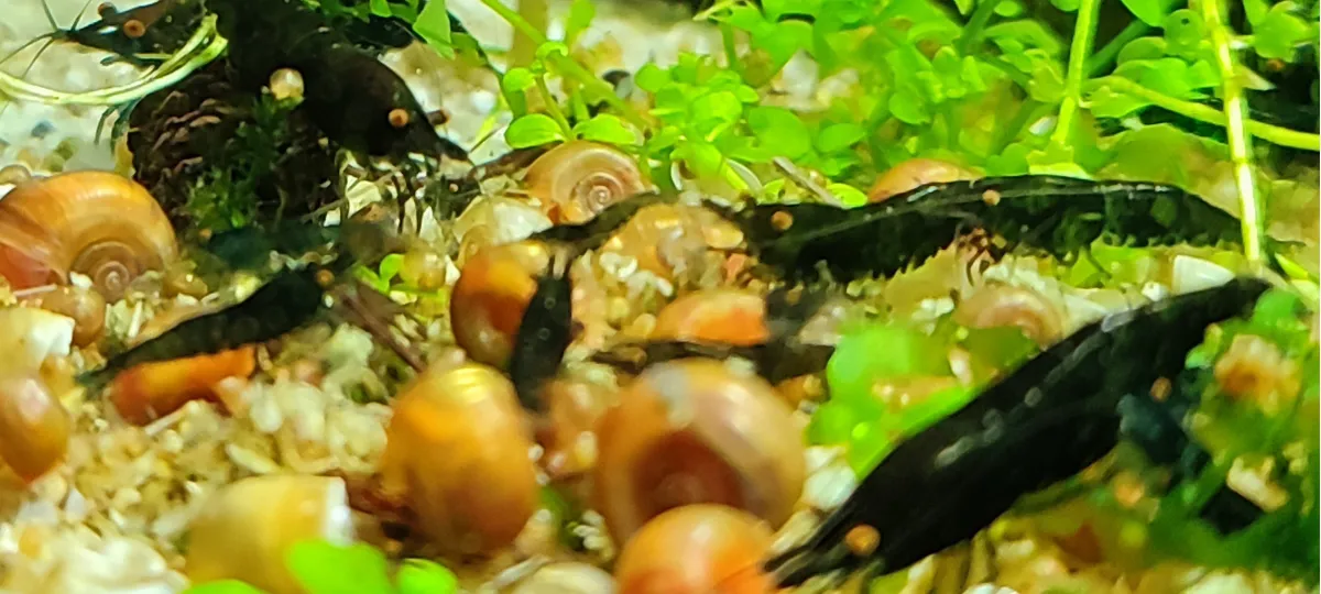 Blue-Black Sapphire OE