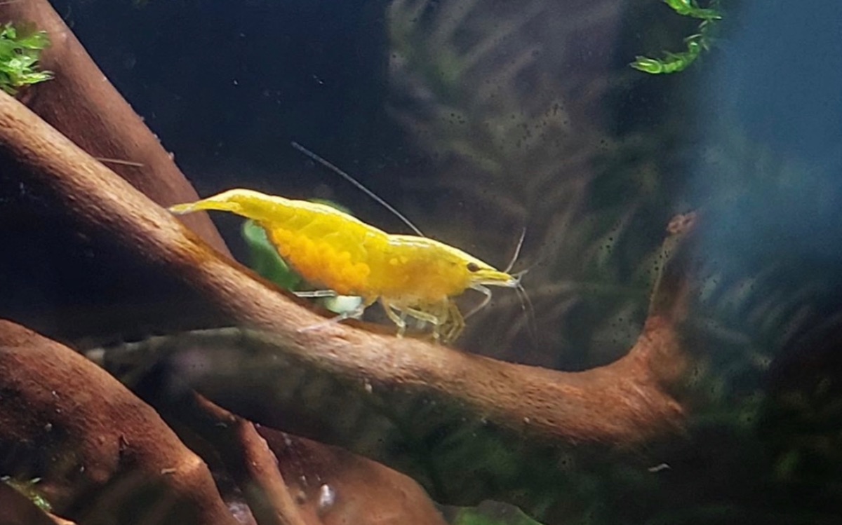 Neocaridina Yellow fire in Frankfurt am Main