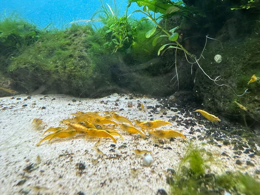 Neocaridina Yellow fire Bild 4