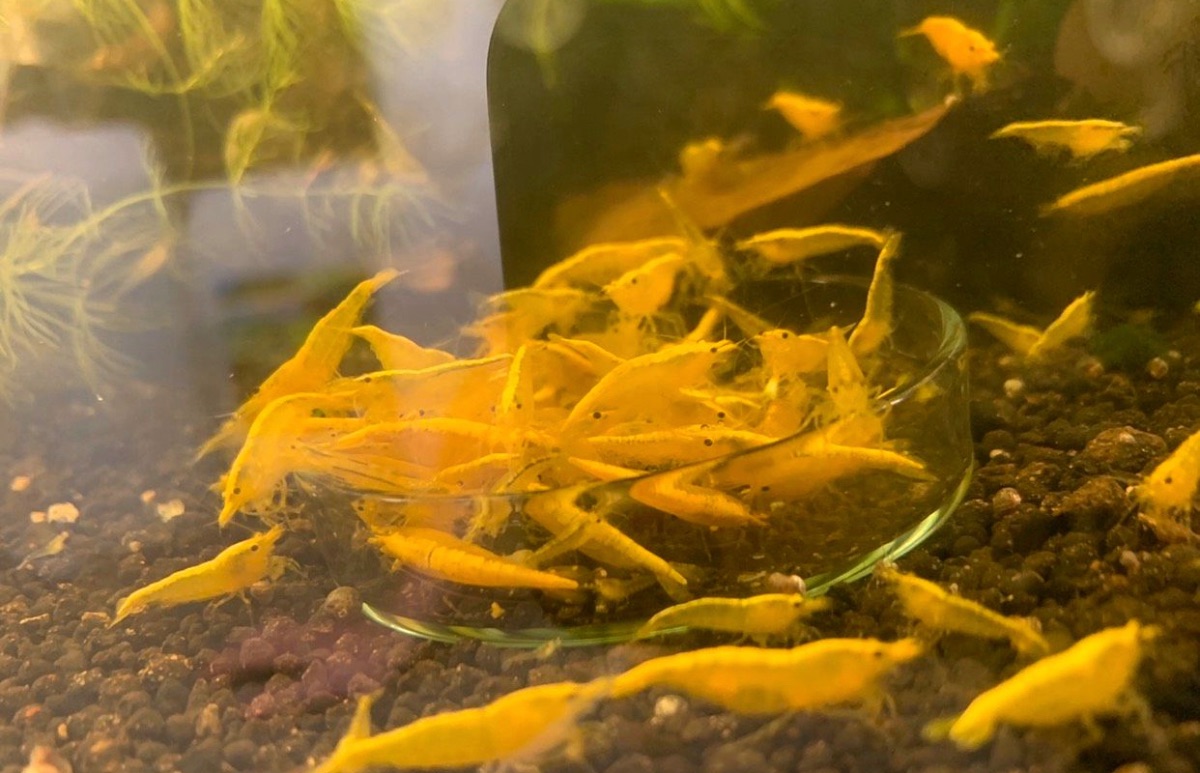 Neocaridina Yellow fire Bild 5