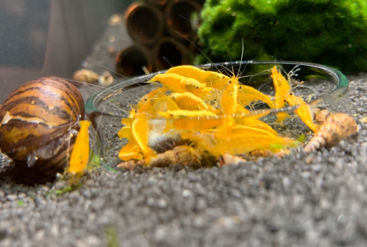 Neocaridina Yellow fire Bild 2