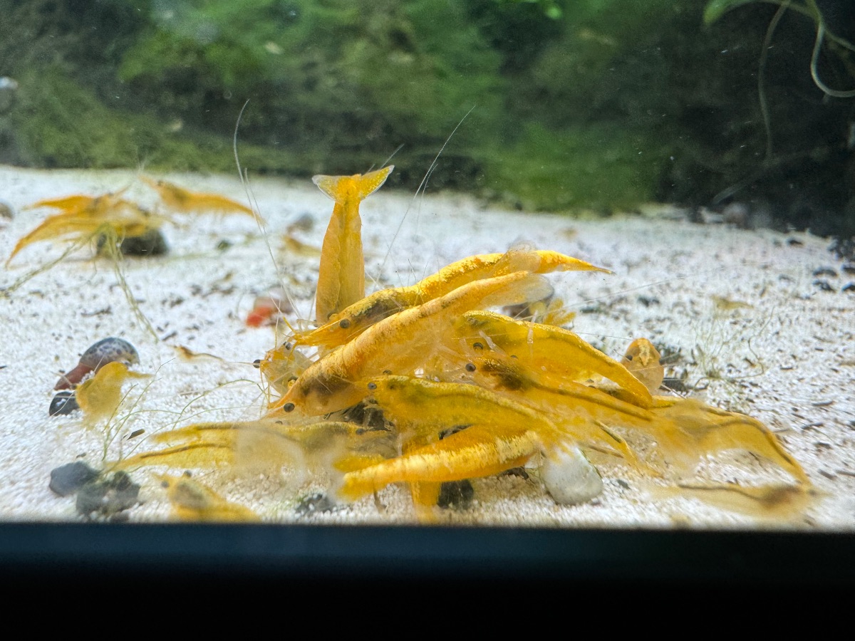 Neocaridina Yellow fire Bild 3