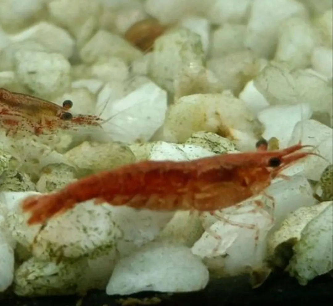 Nano Garnelen Bild 3