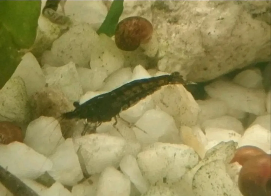 Nano Garnelen Bild 4
