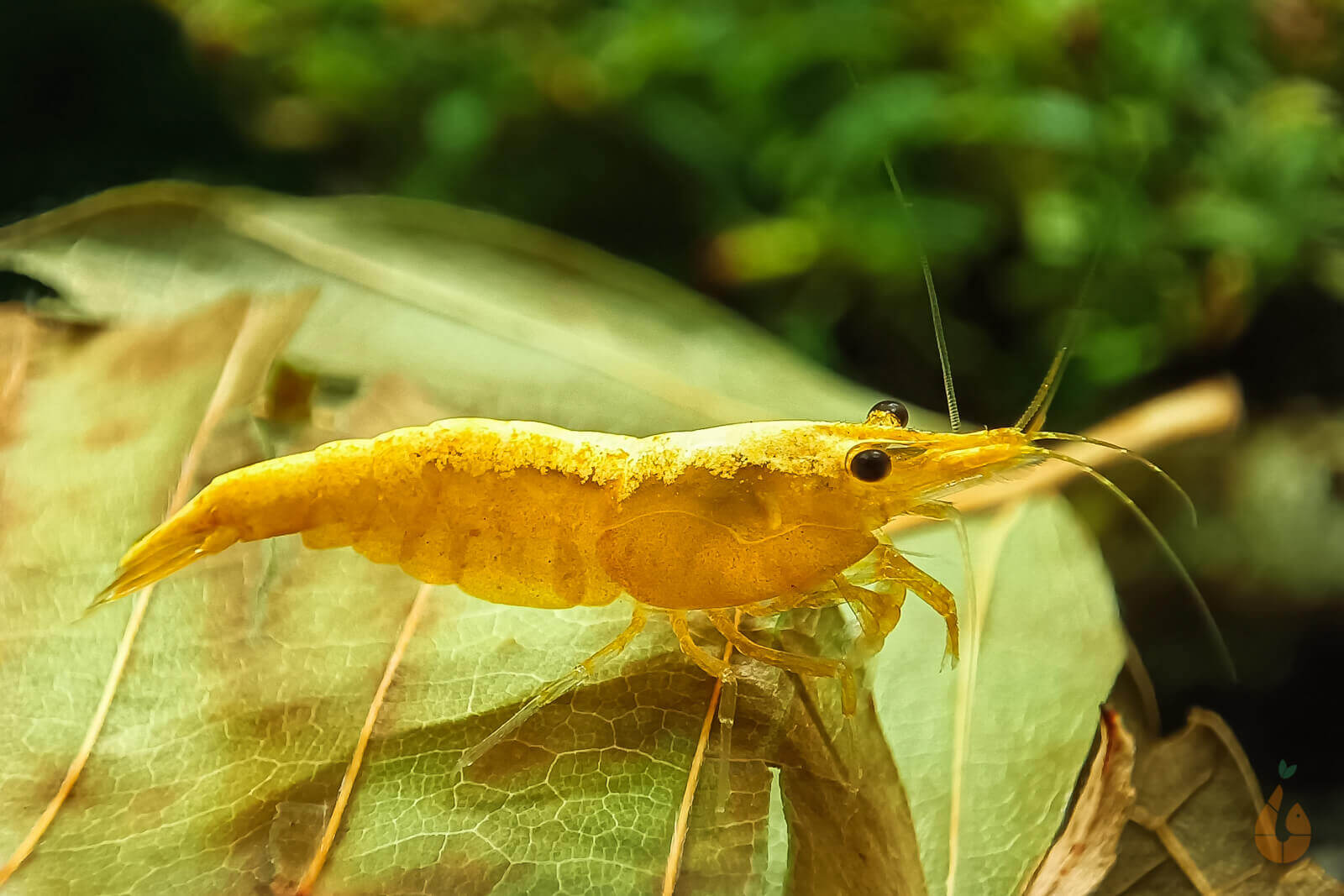 Yellow Fire Neon Garnele |  "Yellow Neon" powered by Aqua Birne