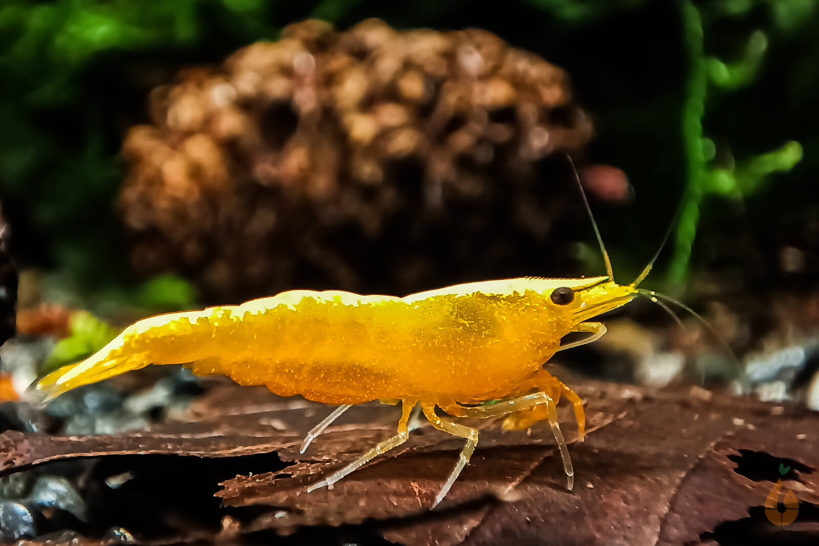 Yellow Fire Neon Garnele |  "Yellow Neon" powered by Aqua Birne Bild 2