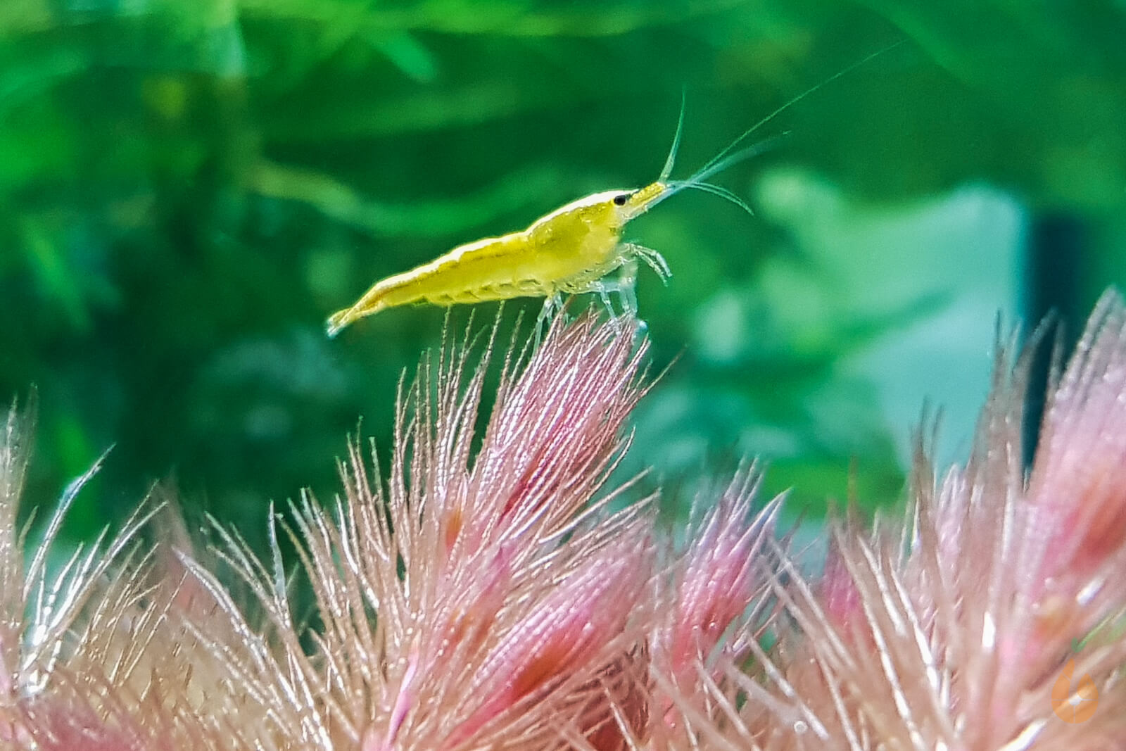 Yellow Fire Neon Garnele |  "Yellow Neon" powered by Aqua Birne Bild 5