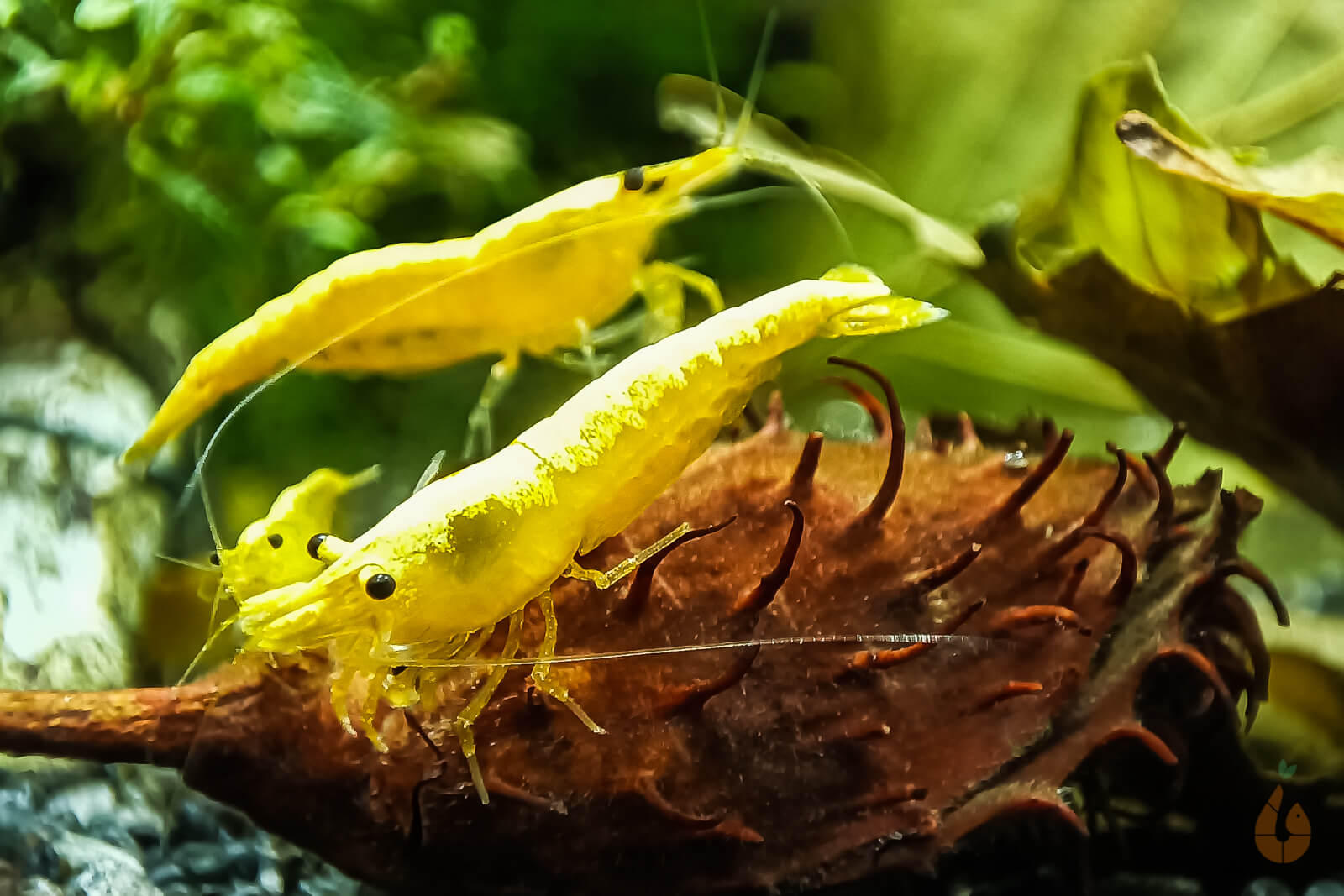 Yellow Fire Neon Garnele |  "Yellow Neon" powered by Aqua Birne Bild 6