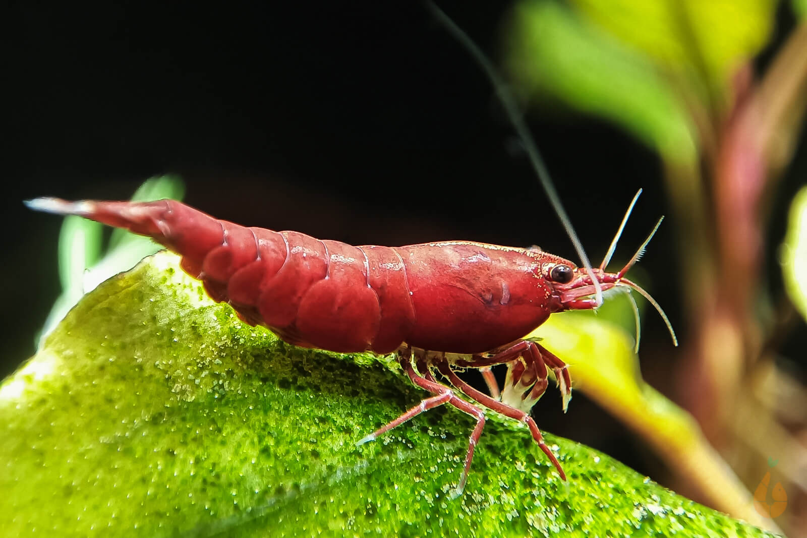 Rote Bloody Mary Sakura Garnele | "Bloody Mary" powered by Aqua Birne Bild 3