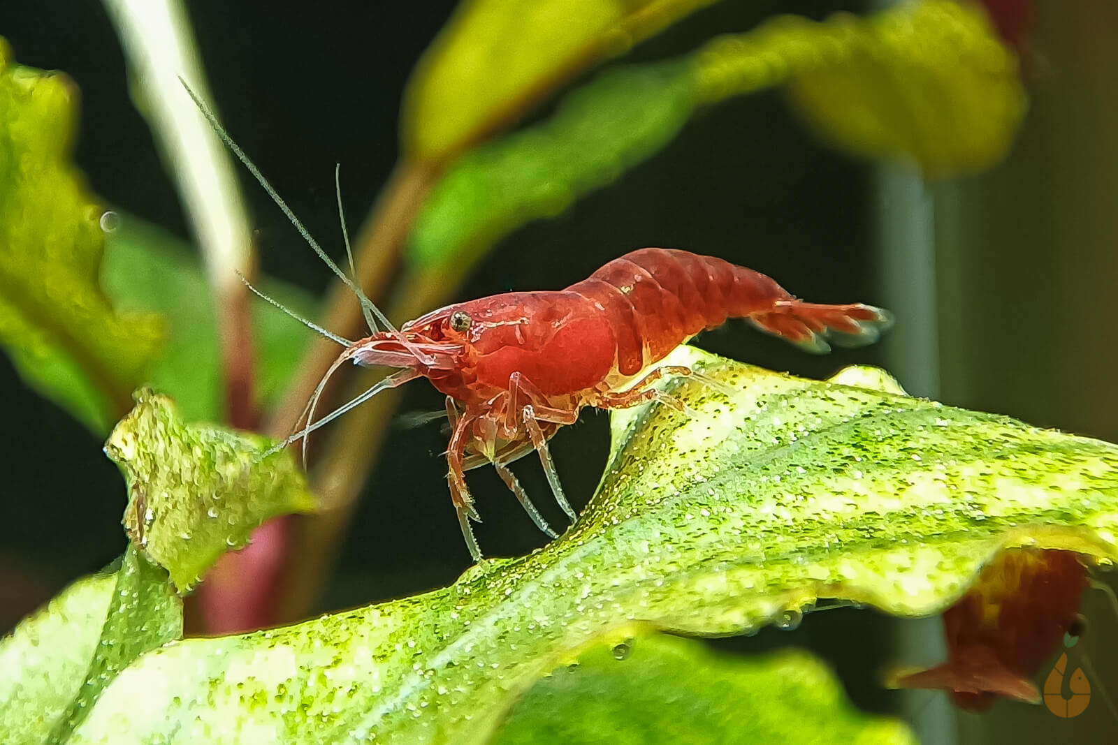 Rote Bloody Mary Sakura Garnele | "Bloody Mary" powered by Aqua Birne Bild 4