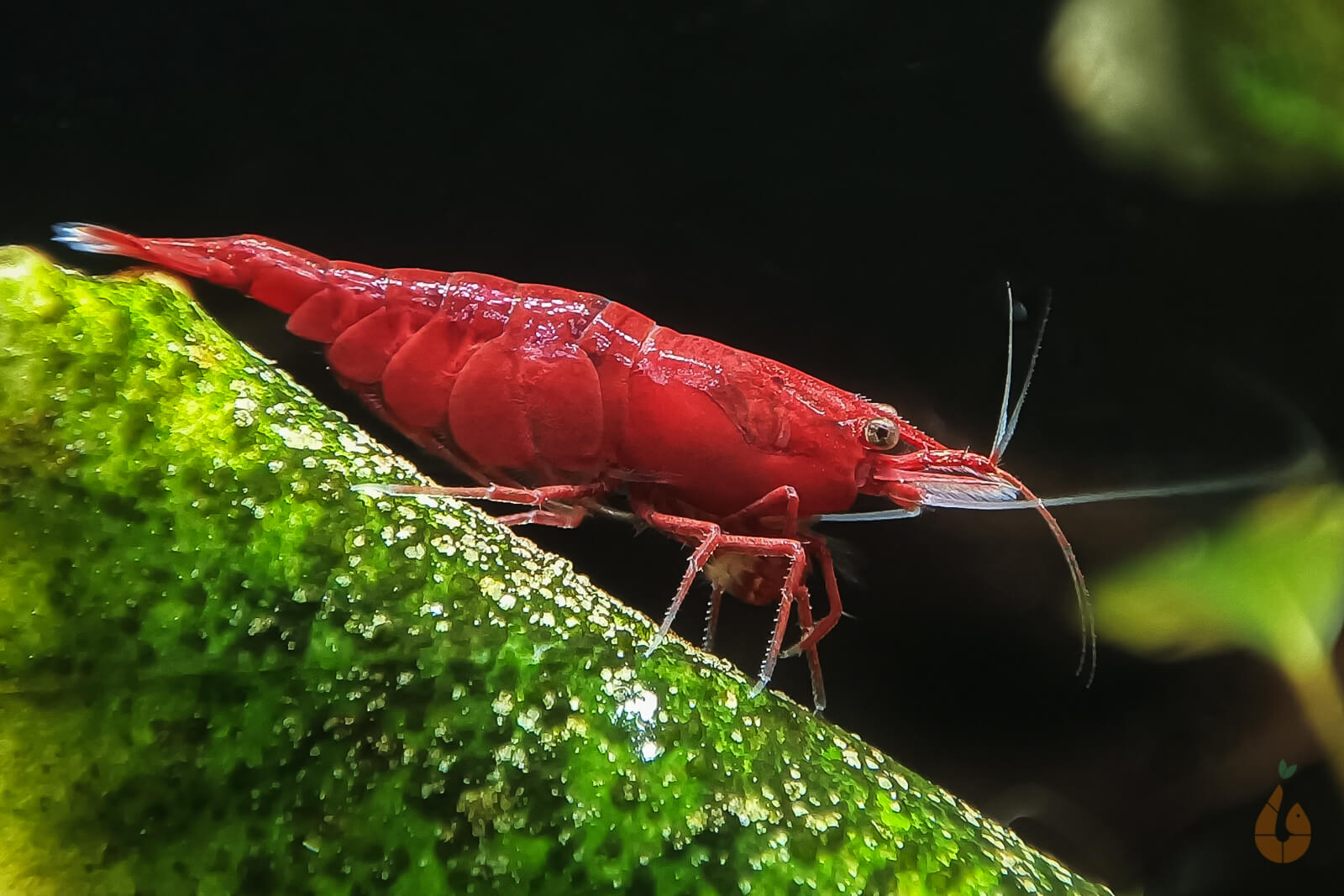 Rote Bloody Mary Sakura Garnele | "Bloody Mary" powered by Aqua Birne Bild 5