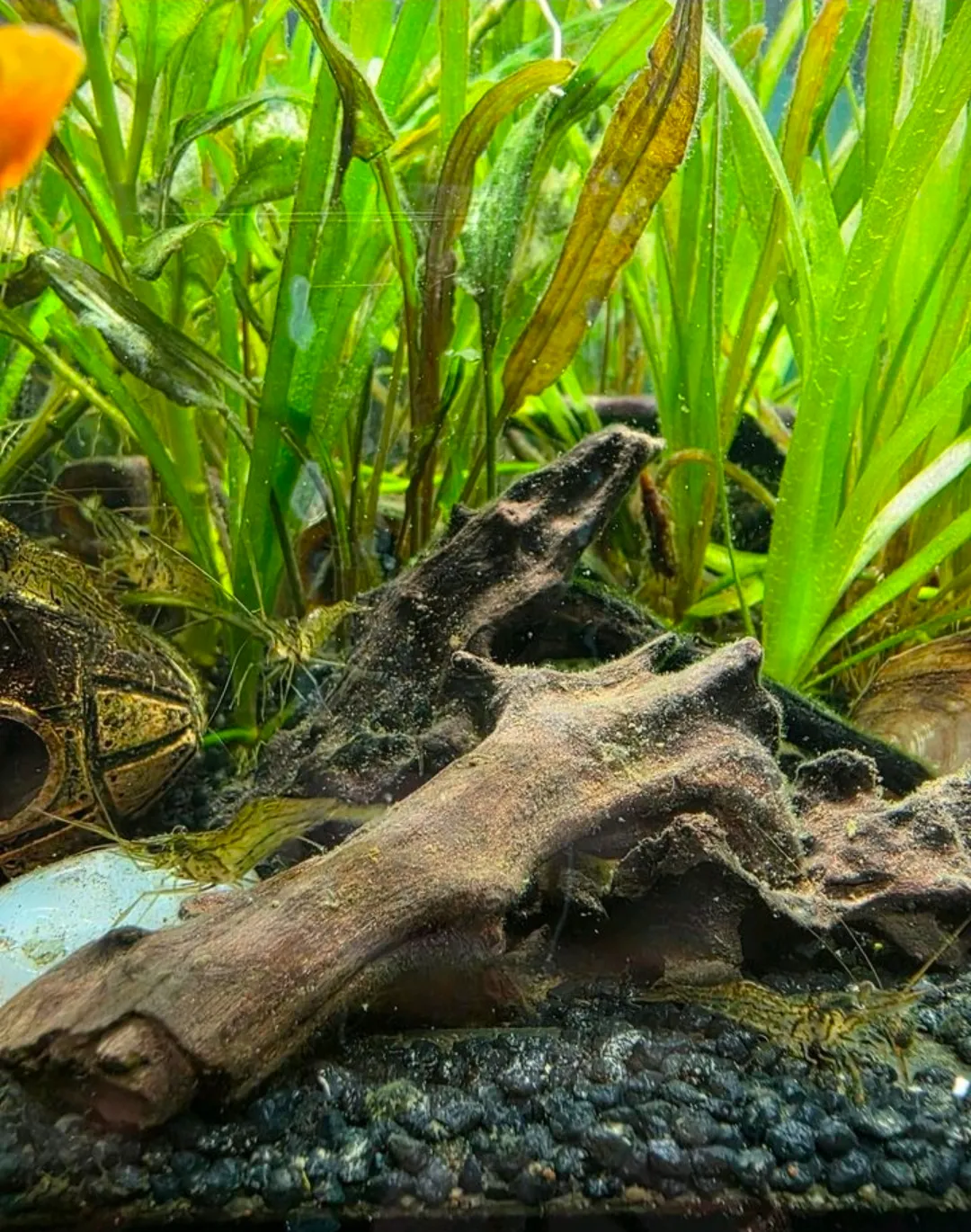 Rotscherengarnelen Nachzuchten