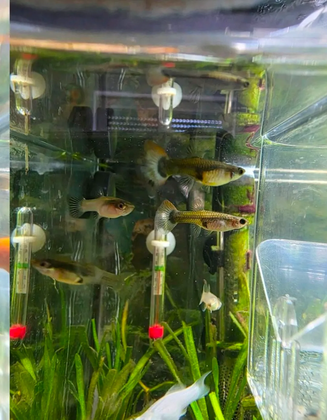 Guppy Weibchen Nachzuchten