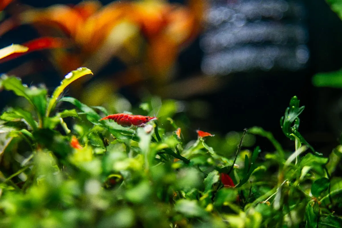 Neocaridina Davidi, Blody Marry shrimpspin.de in Aachen