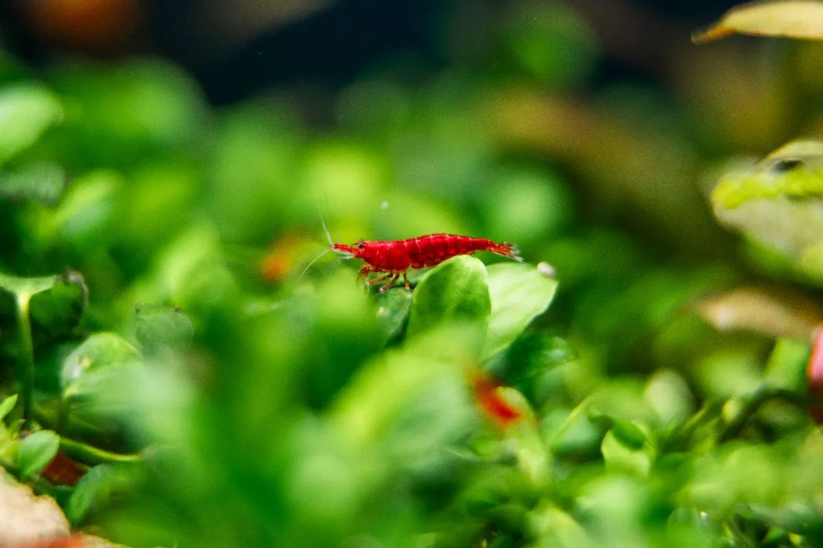 Neocaridina Davidi, Blody Marry shrimpspin.de Bild 2