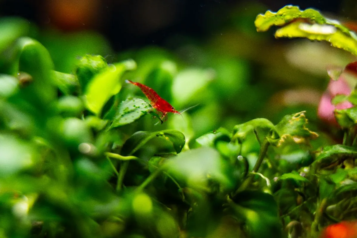 Neocaridina Davidi, Blody Marry shrimpspin.de Bild 3
