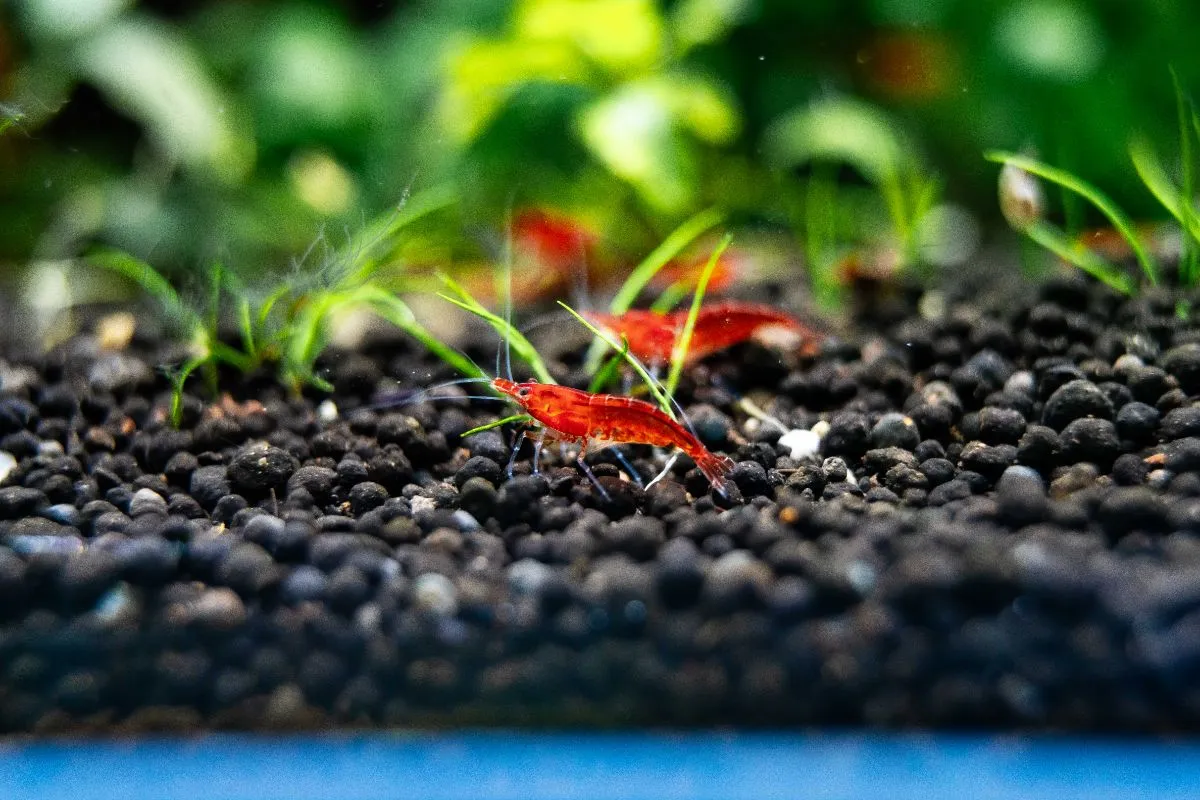 Neocaridina Davidi, Blody Marry shrimpspin.de Bild 5