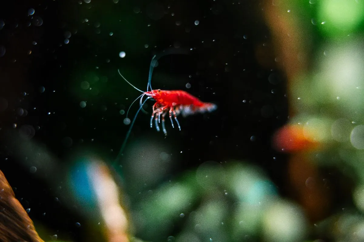 Neocaridina Davidi, Blody Marry shrimpspin.de Bild 4